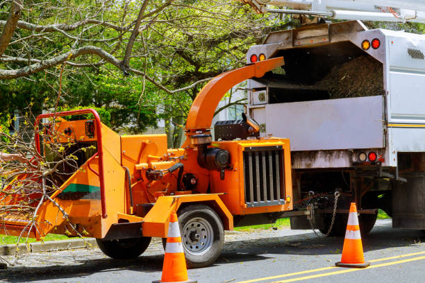 Why Choose Our Tree Removal Services in South Park, WY?