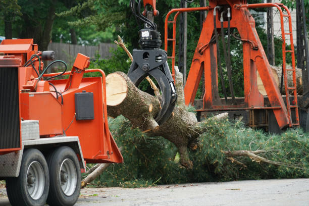 Best Leaf Removal  in South Park, WY